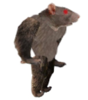 Rodent.png